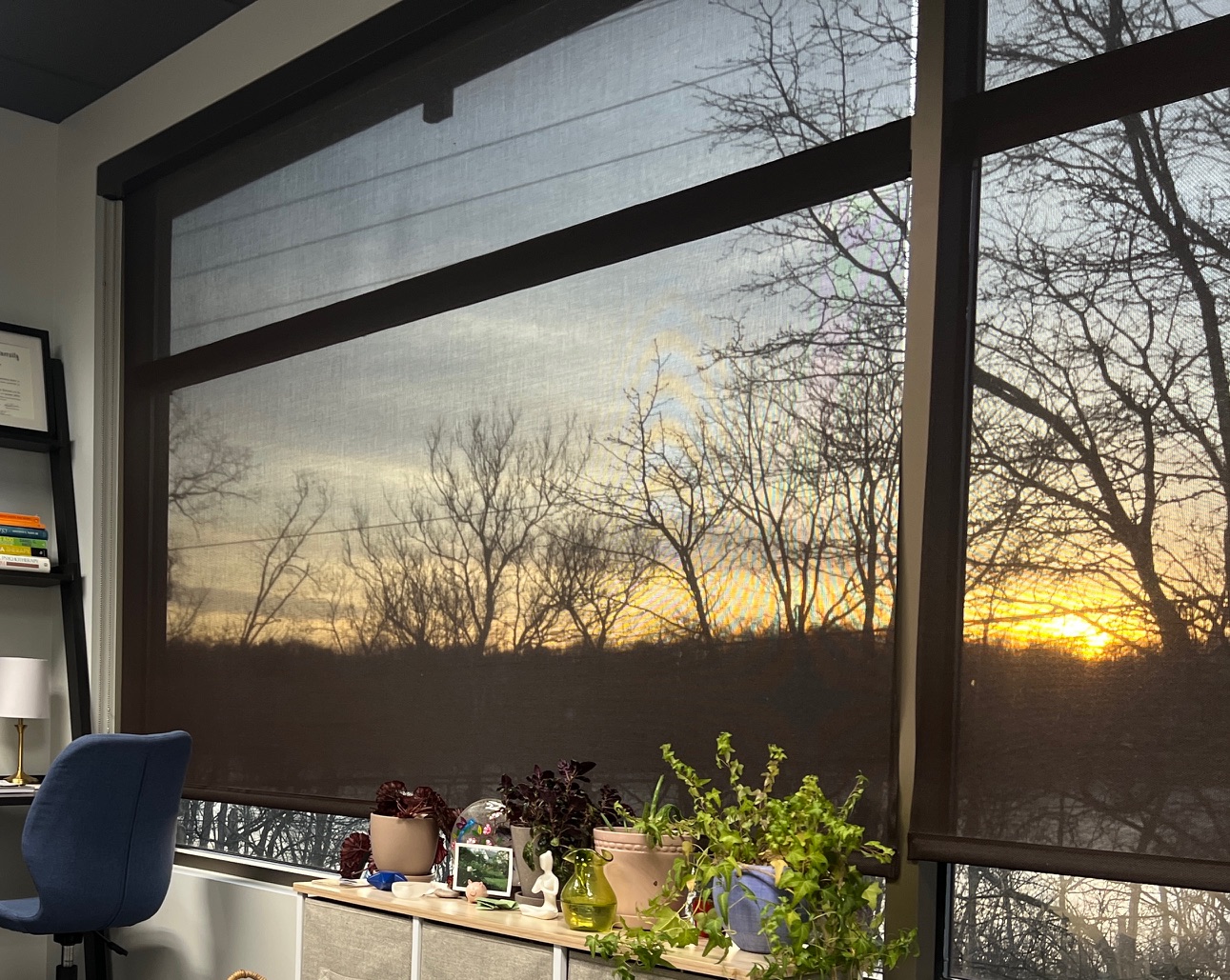 Sunset view with plants